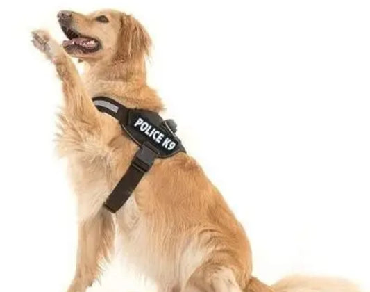 “This Pet Harness is a Game Changer!”